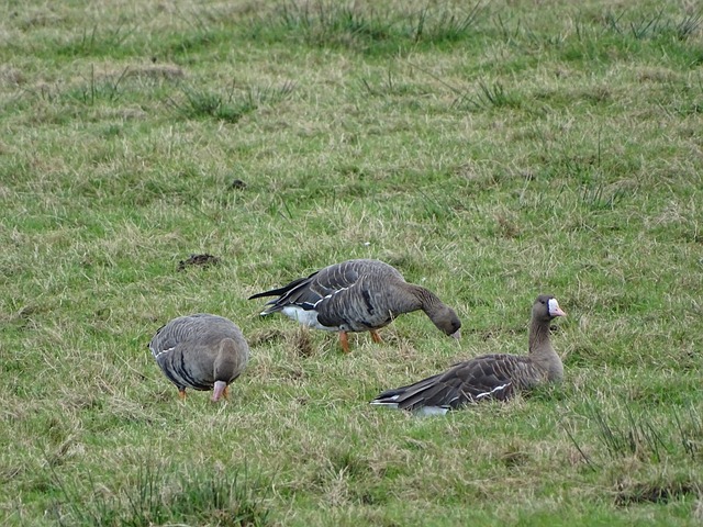 贾伦·布伦森伤情最新：已恢复顺利可参与所有篮球活动，季后赛前有望复出.
